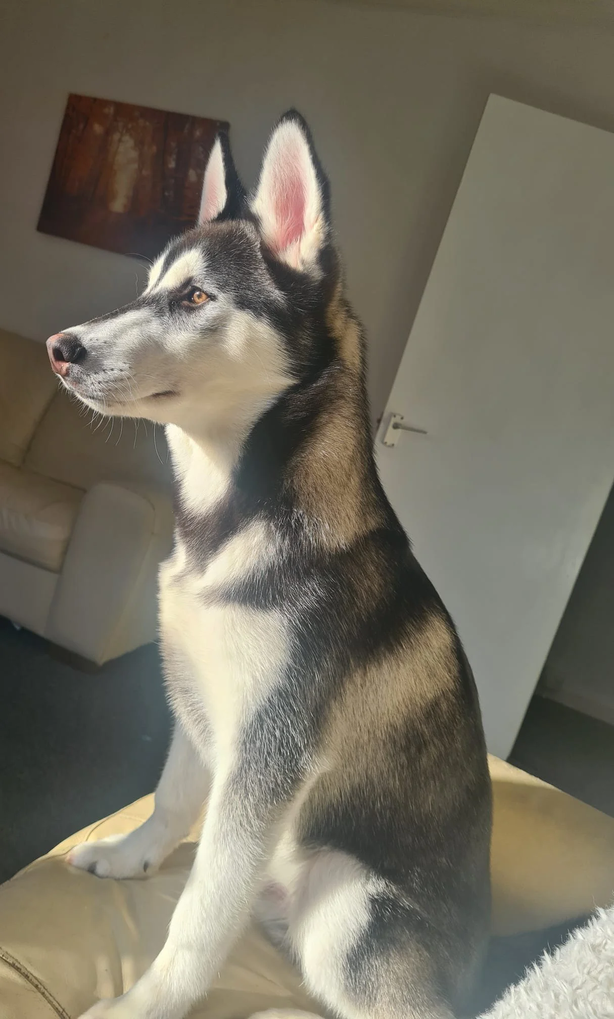 Husky adoption hotsell
